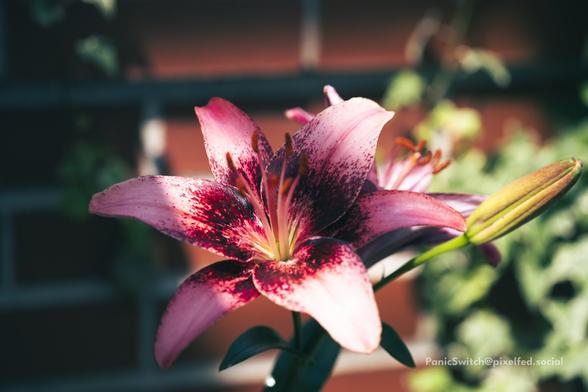 Flowers at the spring show of Phipps Conservatory.