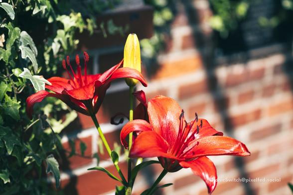 Flowers at the spring show of Phipps Conservatory.