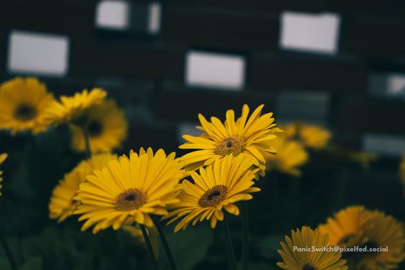 Sunflowers at Phipps Conservatory.