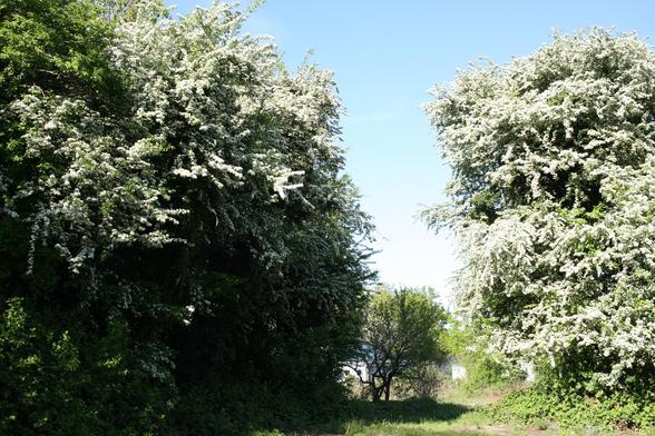Three bushes