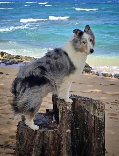 A dog stands on a log with a beach in the background.