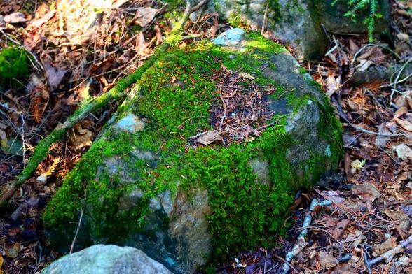 Moss on a large stone on the forest floor is surrounded by dry leaves and small broken branches.