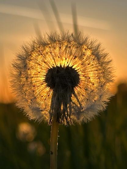 dandelion backlit by setting sun