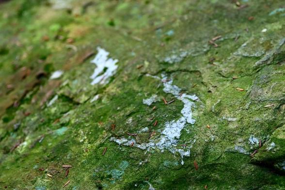 Close-up of a green stained stone on the forest floor.