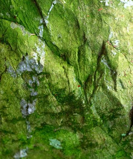 Close-up of a green stained stone on the forest floor, looks like a rock face on a cliff.