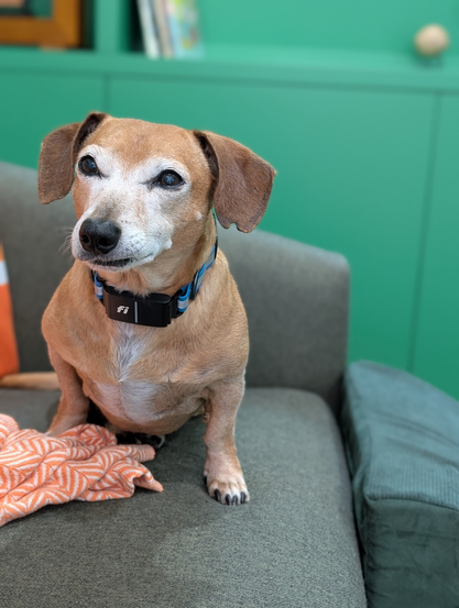 Dachshund-mix is sitting on a green couch looking expectantly at a person who's off-camera. His ears are forward.