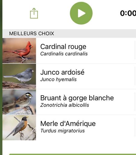 Capture d'écran de l'application Merlin BirdID : Cardinal rouge (Cardinalis cardinalis), Junco ardoisé (Junco hyemalis), Bruant a gorge blanche  (Zonotrichia albicollis) et  Merle d'Amérique (Turdus migratorius)
