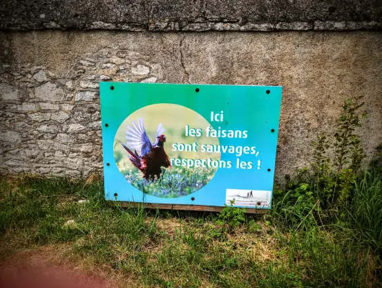 Affiche de la fédération de chasse "ici les faisans sont sauvages, respectons-les"
