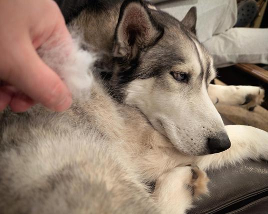 A large husky resting on a couch has a resigned expression as a hand plucks fur out of his flank and haunches.