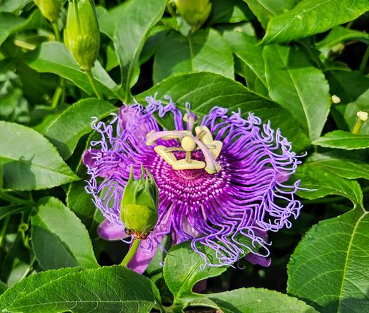An exotic purple flower surrounded by lush green vines and leaves. The unusual flower is circular, with layers of blue and purple surrounding a center where antenna and propeller shaped pieces stick out.