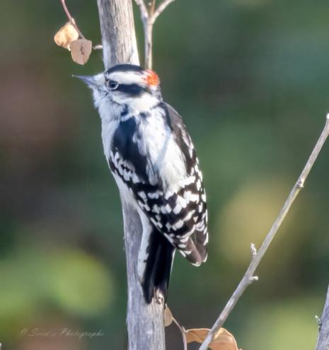 "This image captures a lively scene of a downy woodpecker, perched delicately on a slender tree branch. The bird's feathers are striking in their contrast—a deep black cloak adorned with specks of white along its wings and back, resembling intricate patterns. Its head features a vivid patch of red at the crown, a striking splash of color that adds to its charm. The bird's face is adorned with bold black lines framing its bright white cheeks, giving it a sharp yet curious expression. Its beak, slender and pointed, is poised for action as if it's ready to tap into the bark in search of insects.

The background is a soft blur of earthy greens and browns, suggesting a tranquil natural setting, perhaps a forest or wooded area. This muted backdrop makes the bird's features pop beautifully, drawing attention to the details of its plumage and form. It's a scene that feels both lively and serene, offering a glimpse into the daily life of this agile creature." - Copilot