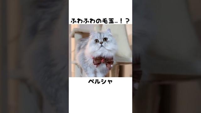 意外と知らないペルシャ🐈