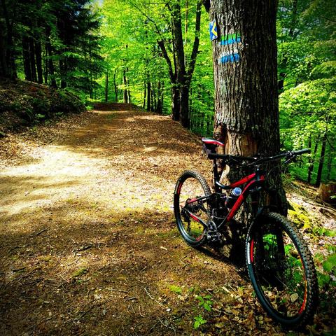 Mountainbike leaning against a tree by the side of a forest road. The tree features colorful way marks.