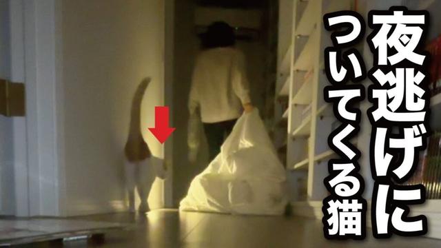 【甘えんぼ猫】限界だったので夜逃げを決行したら…しっかり後をついてきちゃった猫