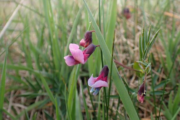Pink/purple flowers of bitter-vetch. Nearly lost in the tall grass by the roadside.