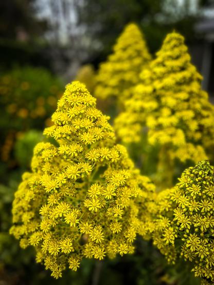 The image features a close-up view of vibrant yellow flowers, likely Aconitum, forming dense, conical clusters. The flowers have numerous small, star-shaped petals radiating from a central point, creating a bright, eye-catching display. The foreground is dominated by a prominent cluster of flowers, with the petals appearing delicate and numerous. In the background, additional clusters of similar flowers are visible, slightly blurred, suggesting depth and a natural setting. The overall color palette is dominated by the bright yellow of the flowers, contrasted against a softer, green background, enhancing the visual impact of the blooms.

Provided by @altbot, generated privately and locally using Ovis2-8B