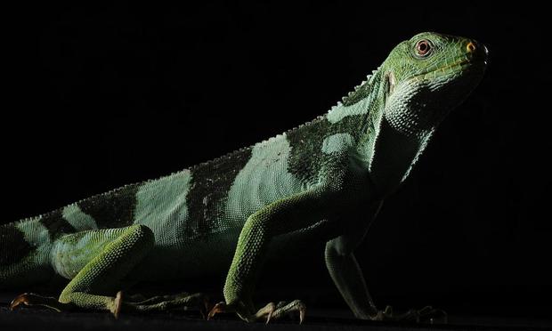 Una iguana de Fiji. (Matt McClain/For The Washington Post via Getty Images)