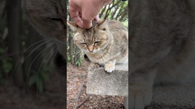 撫でて貰ってる猫モナカの隣でそっくりきなこもスタンバイ #Shorts