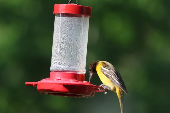 An orange bird drinking from a red hummingbird feeder. She is much too big for the feeder, so she is bending nearly in half to reach it.