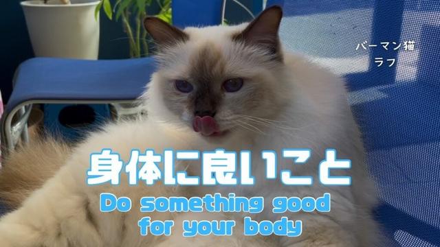 バーマン猫ラフ【身体に良いこと】Do something good for your body（バーマン猫）Birman/Cat