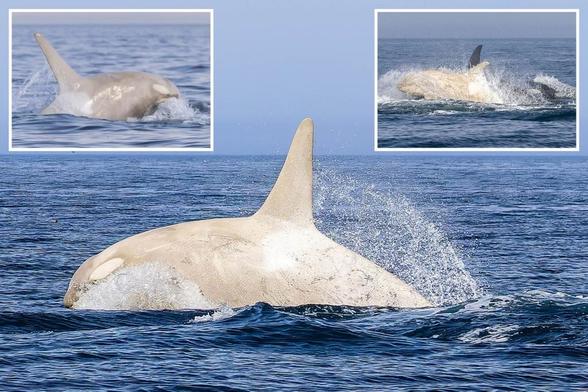 Majestic photos capture rare albino killer whale leaping out of water off Japanese coast