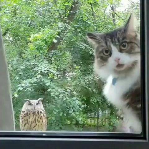 A photograph of a cat and an owl outside a window, taken from the inside. The cat appears scared, wide eyes and asking to PLEASE be let inside
