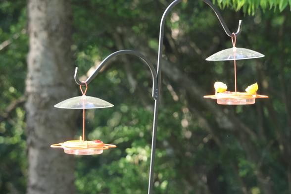 Two orange plastic bird feeders hanging on a black pole.