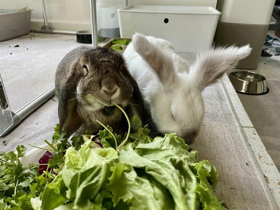 Looking over a pile of greens as the bunnies Matilda and Chuck are eating