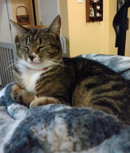 A sleepy tabby cat named Pax is starting to doze off as she snuggles in her soft grey and white blankets.  Her eyes are closed as sleep overtakes her.  Her two striped forelegs are curled up comfortably by her chest.