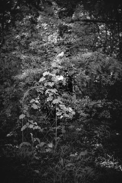 Infrared black and white photo of a trellis with a grape plant growing on it, against a plethora of foliage behind it.