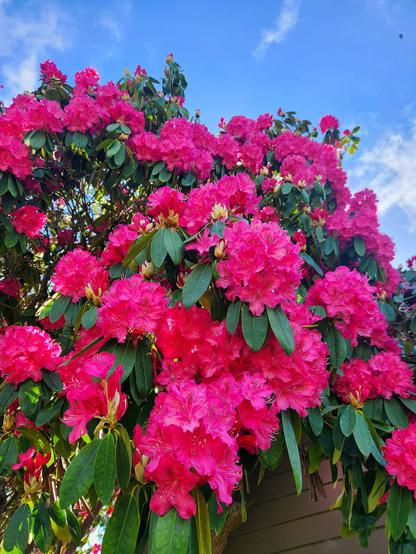 Bright pink rhododendron in full bloom on a blue sky day.