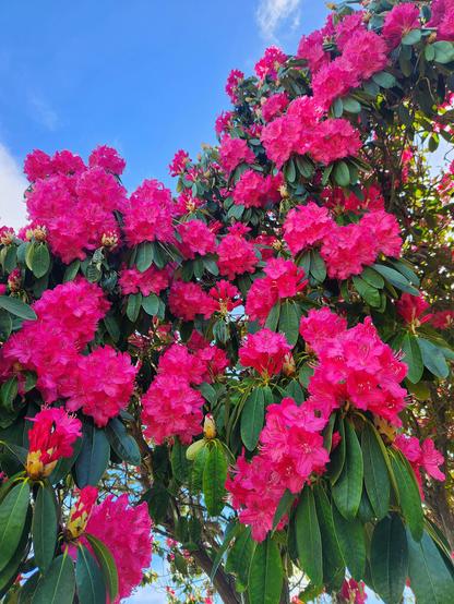 Bright pink rhododendron in full bloom on a blue sky day.