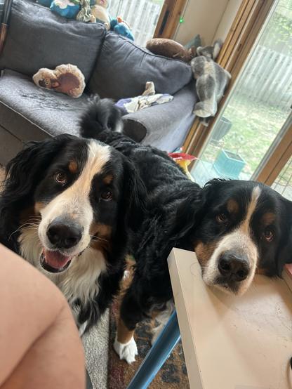Two Bernese dogs waiting for cheese. One is happy and standing on the left, she’s looking very interested and focused. The one on the right is resting her head on a white desk.