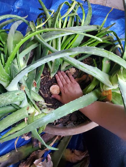 The pot the aloe was just cut from. A 2 inch diameter woody stem peelaks out of the dirt with a hand next to it for scale. Surrounding it is an absolute thicket of smaller aloe plants, some fairly large themselves.