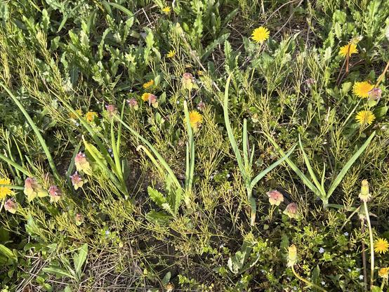 Photo looking down at a mess of weeds. In the middle of the photo are five onion stalks, narrow green and rounded like straws.