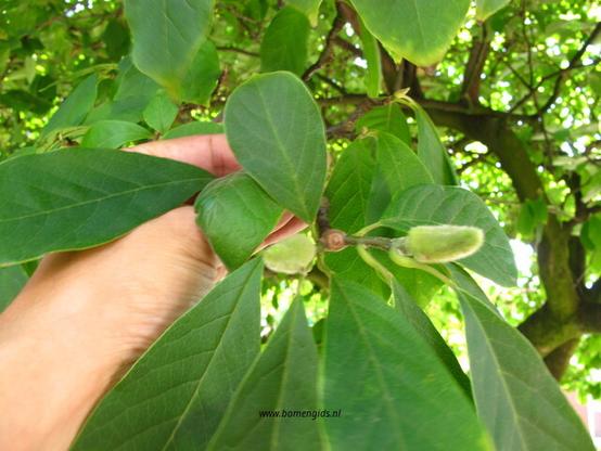 Photo of treespecies Magnolia soulangeana : Category is blad-leaf-blatt-feuille-hoja