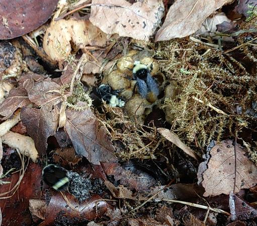 Bumblebees protecting accidentally exposed eggs, on a bed of leaf litter. 

Possibly yellow-face species. Photographed in Seattle.