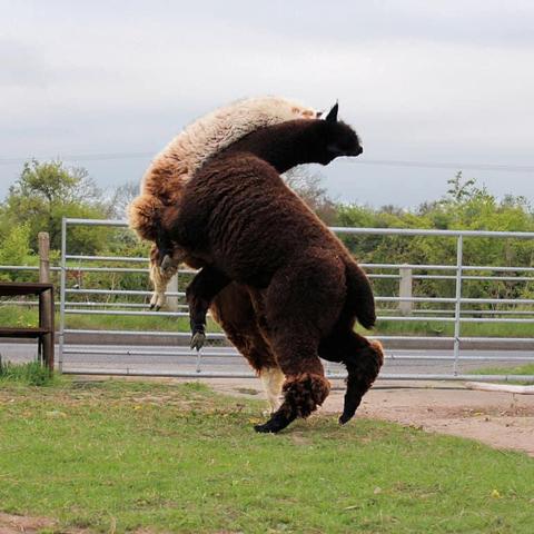 2 alpacas (image from the net) rearing up on their hind legs.

Alpacas are big. Getting headed butted by a rearing alpaca is not recommended.
