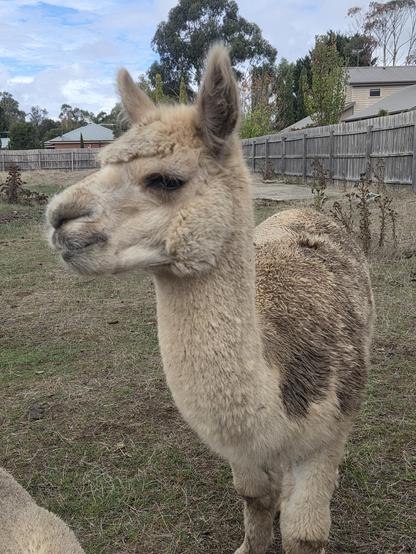 Chaser the alpaca living up to his nickname - MudBrother. Mud down either side & down his back.  The alpacas like rolling in mud, dust, sand - they just like rolling.