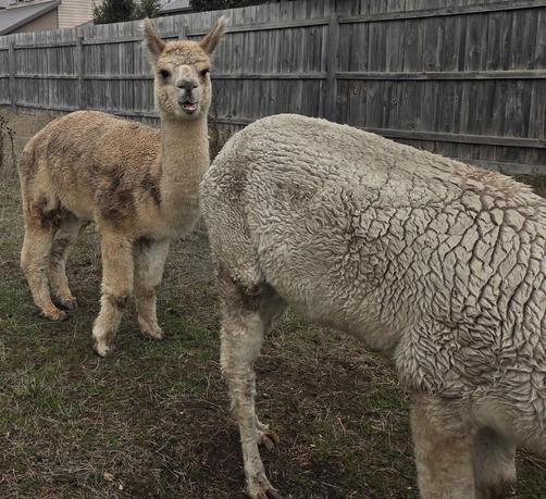 Chaser standing behind my attacker. Mutter mutter.