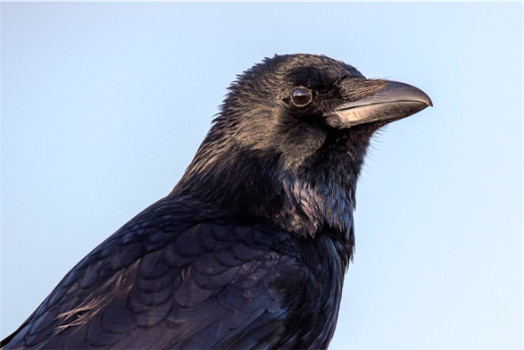 Corvus corone (known as carrion crow) in profile, slightly turning its head to the side.