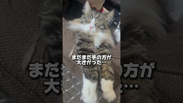 1歳メインクーン、まだまだ大きくなるみたいです🐱#猫#メインクーン #1歳