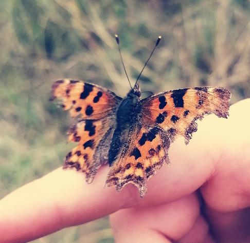 Tortoiseshell butterfly testing on a hand