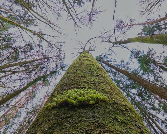 A moss-covered beech tree photographed from bottom to top. Other trees are visible in the background. The canopy forms a network.