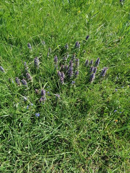 Das Bild zeigt eine Wiese mit grünem Gras. In der unteren Bildhälfte befinden sich zahlreiche kleine, aufrechte Blütenstände des Gundermann mit violetten bis bläulichen Blüten. Im Hintergrund ist dichtes, höheres Gras zu sehen. Vereinzelt sind auch einige kleine blaue Blüten im Gras verteilt. Die Szene ist von Sonnenlicht beleuchtet.