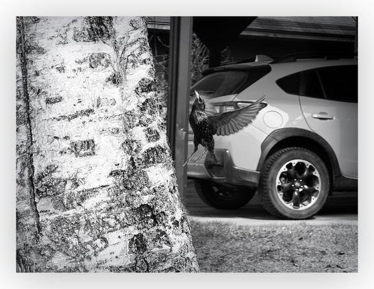 A Graco mid flight up a tree trunk.