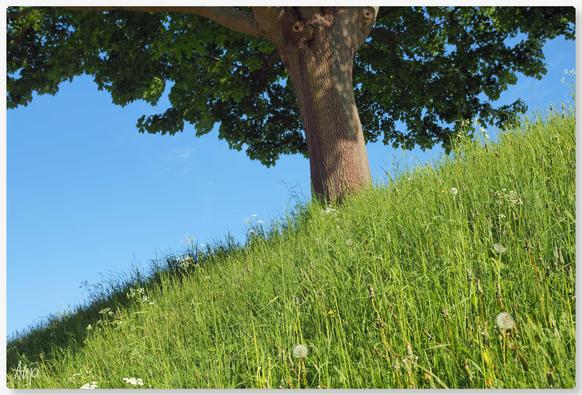 Ein Baum an einem Hang. Das Gras der Wiese teilt das Bild fast in zwei diagonale Hälften: unten dominiert die Farbe grün, oben der strahlend blaue Himmel. Der Stamm des Baumes steht fast mittig auf dem Hang, die Baumkrone reicht von links nach rechts.

A tree on a slope. The grass of the meadow almost divides the picture into two diagonal halves: the colour green dominates at the bottom, the bright blue sky at the top. The trunk of the tree stands almost in the centre of the slope, the crown of the tree extends from left to right.