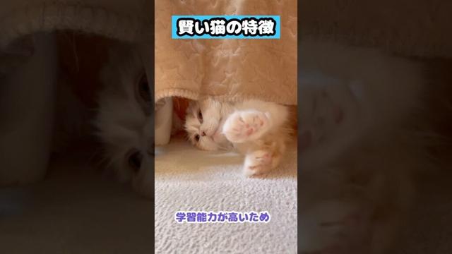【賢い猫の特徴】#雑学#スコティッシュフォールド#猫あるある#猫かわいい#猫動画#猫おもしろい#Cat#Shorts