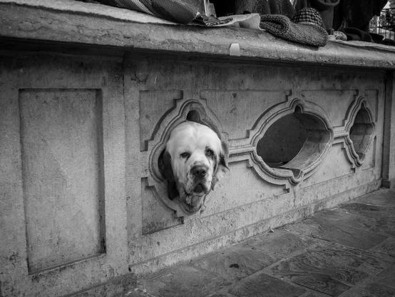 The image is a black and white photograph featuring a dog's head emerging from a decorative stone structure. The dog, with a light-colored coat and a slightly sad expression, is positioned in the center of the image, looking directly at the camera. The stone structure has ornate, oval-shaped openings, with the dog's head fitting snugly into one of them.