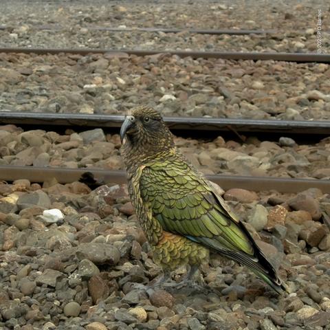 A large olive-green and brown parrot standing on the roadbed of a railroad. It is a wild bird, but clearly not scared of human presence.